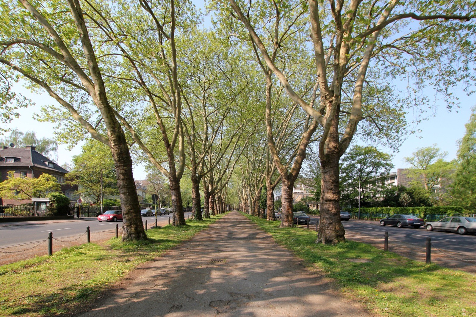 Die Platanenallee am Bayenthalgürtel in Köln-Bayenthal im Frühling