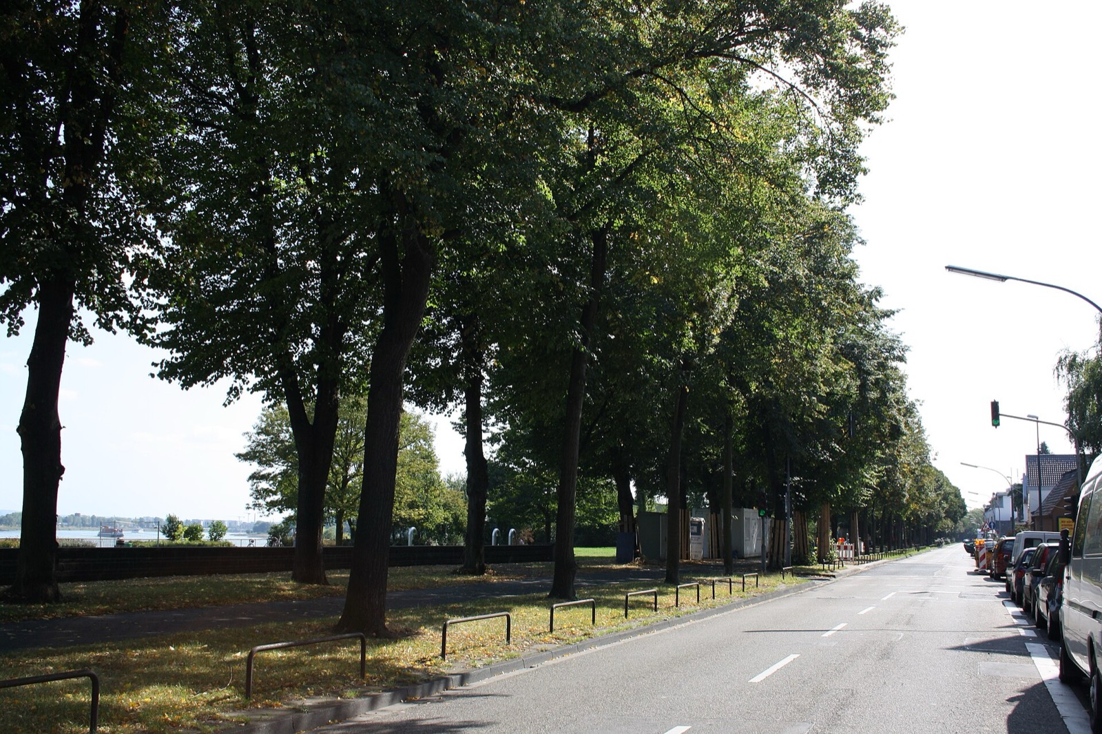 Baumallee am Niehler Damm in Köln-Niehl, dahinter der Rhein